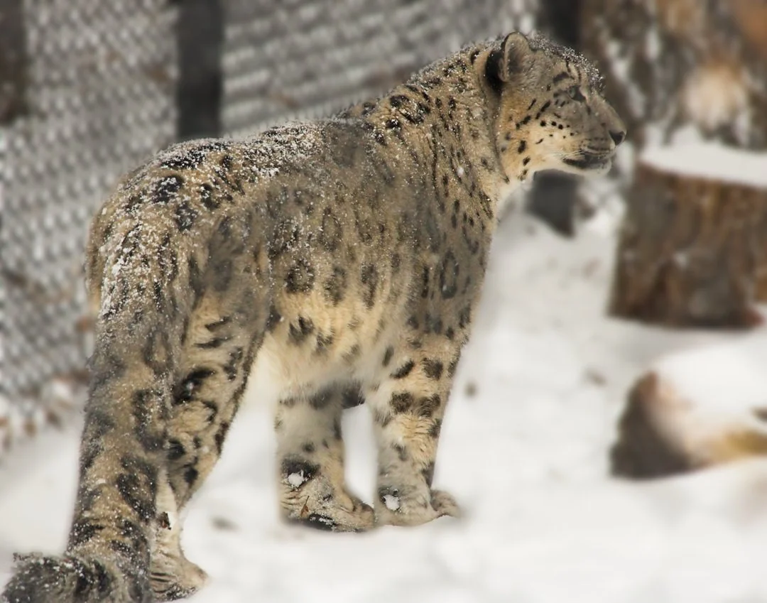 Assiniboine Zoo Snow Leopard0665.jpg