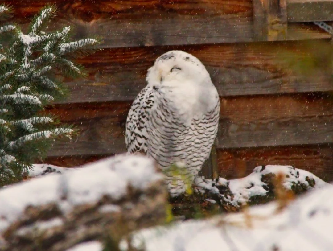 Assiniboine Zoo Snowy Owl0527.jpg