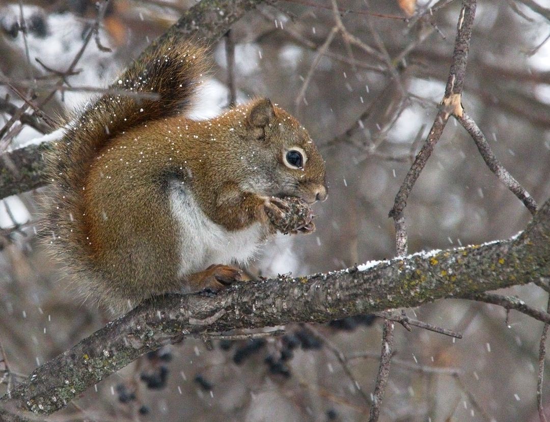 Assiniboine Zoo Squirrel0494.jpg