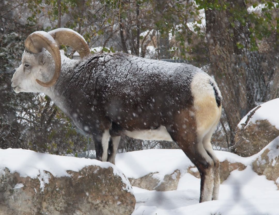 Assiniboine Zoo Stones Sheep0689.jpg