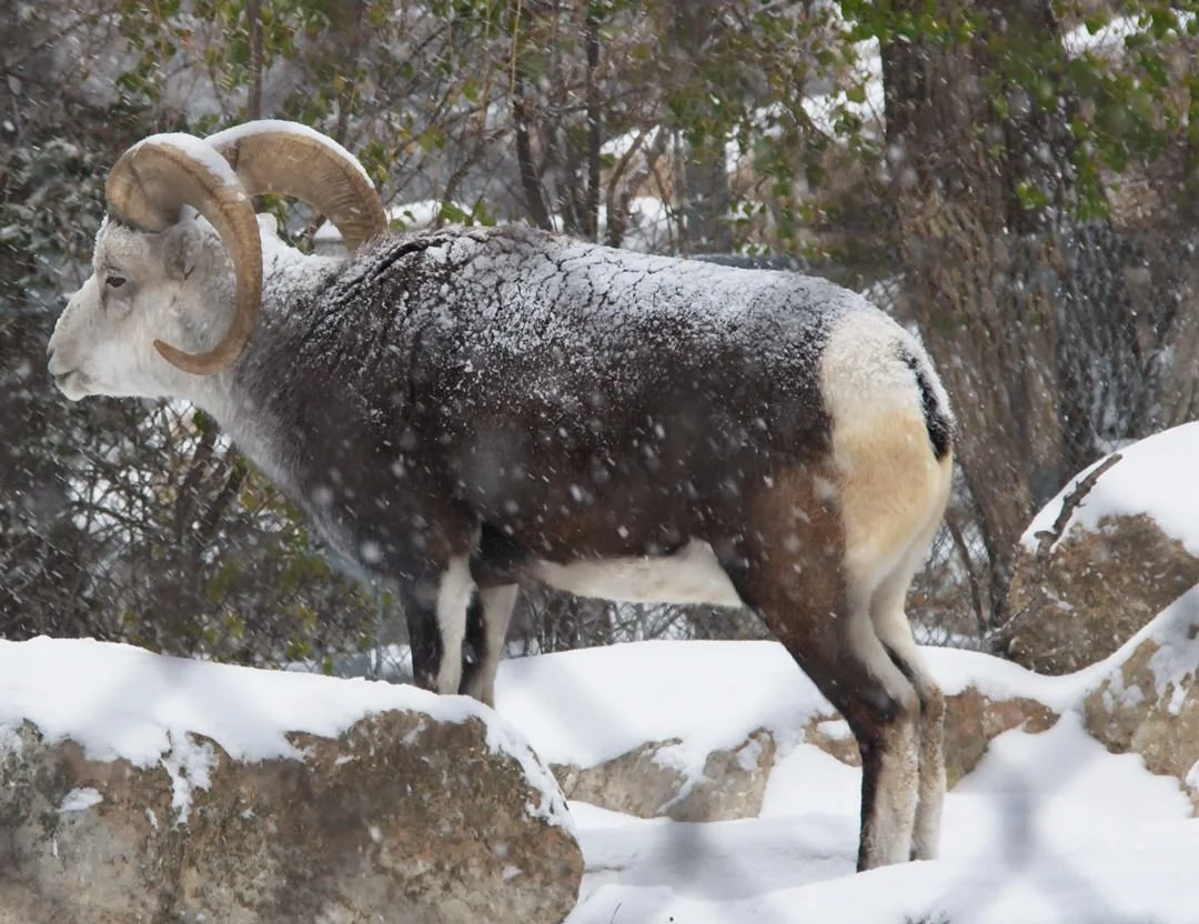 Assiniboine Zoo Stones Sheep0689.jpg