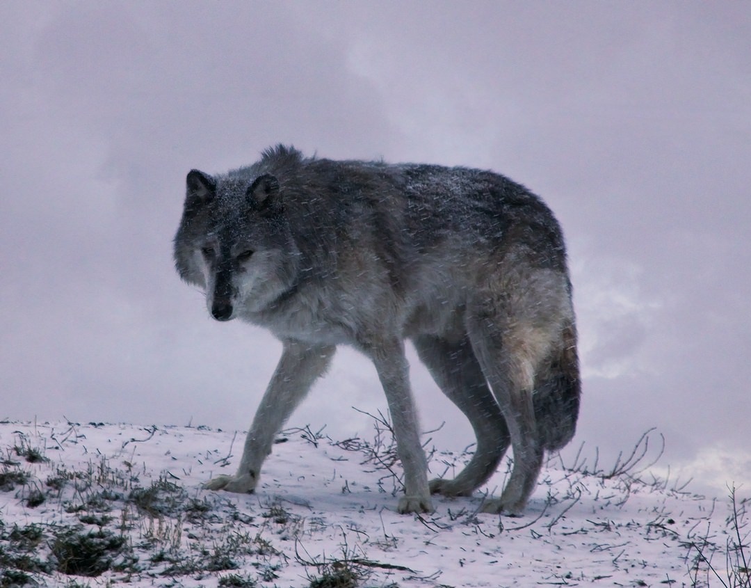 Assiniboine Zoo Timberwolf0511.jpg
