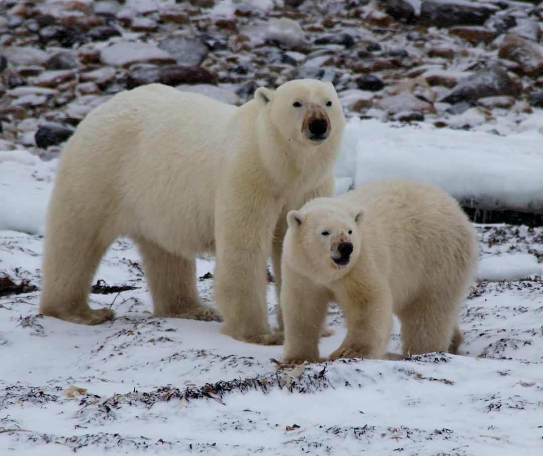 Mother and Cub1787.jpg