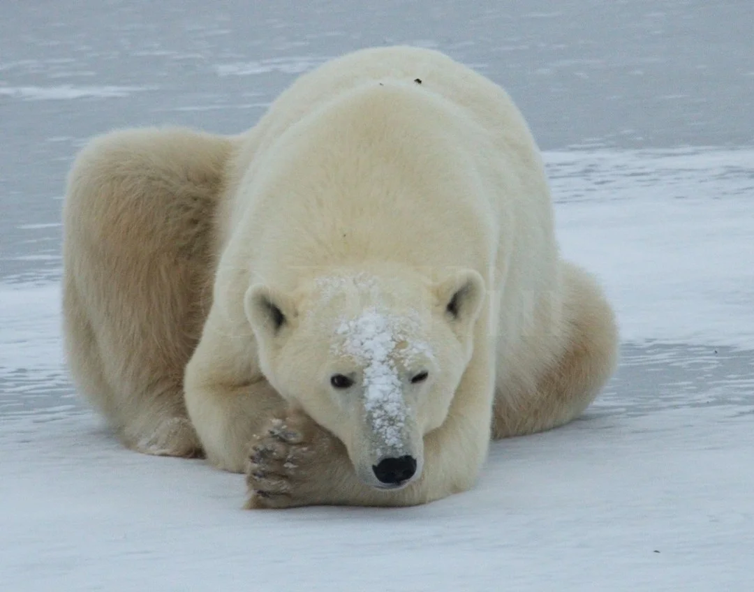 Mother Bear1065.jpg