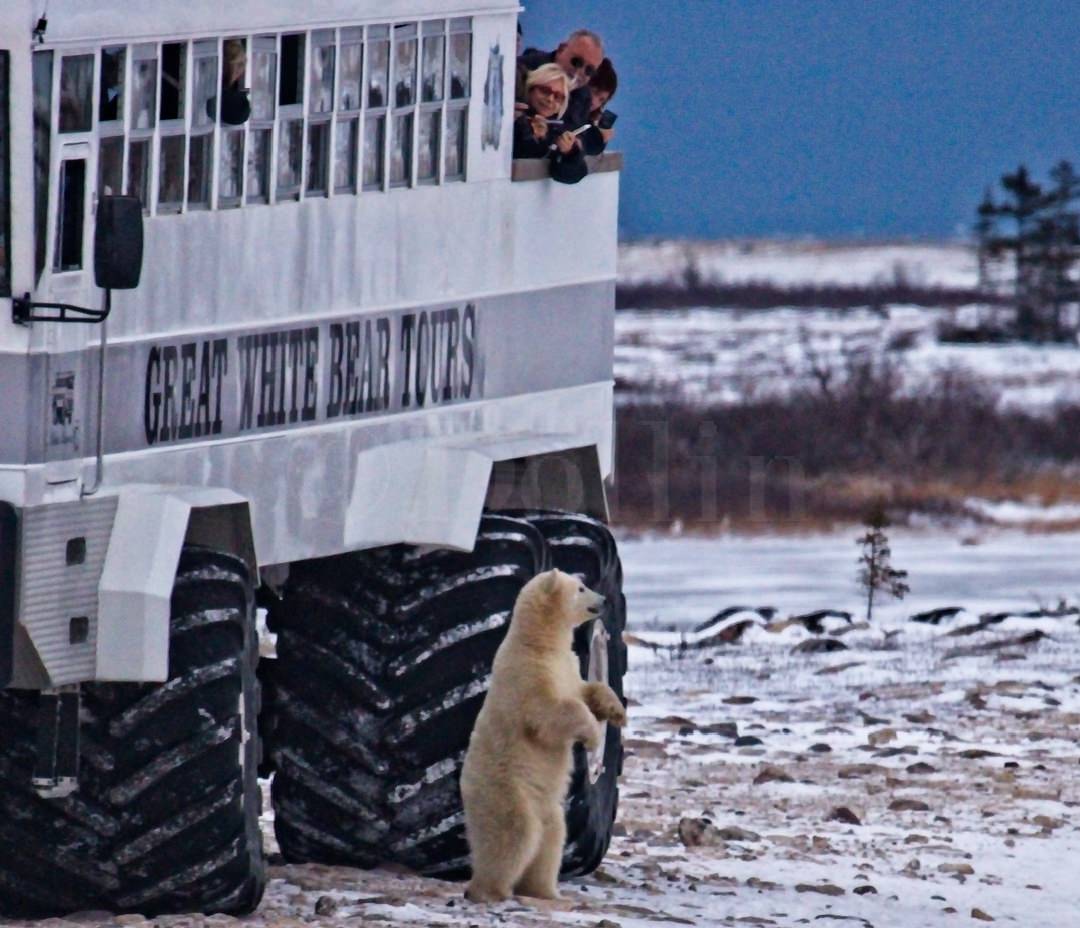 Polar Bear Cub0936.jpg