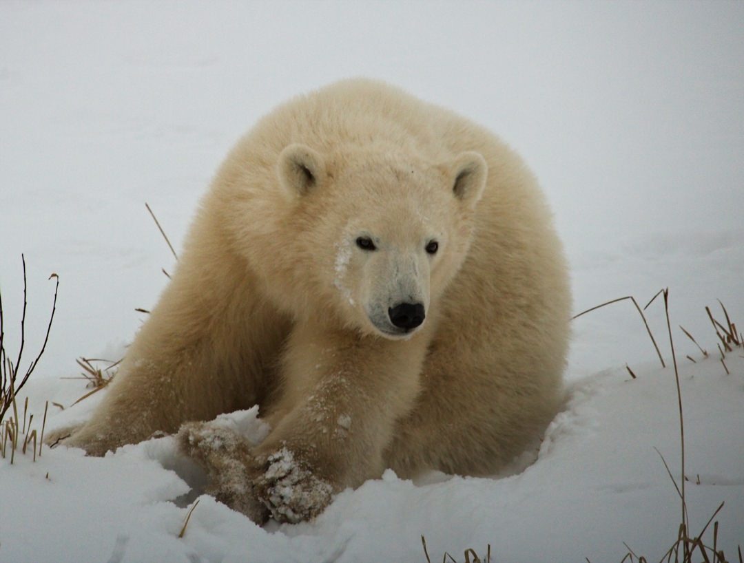 Polar Bear CUB1071.jpg