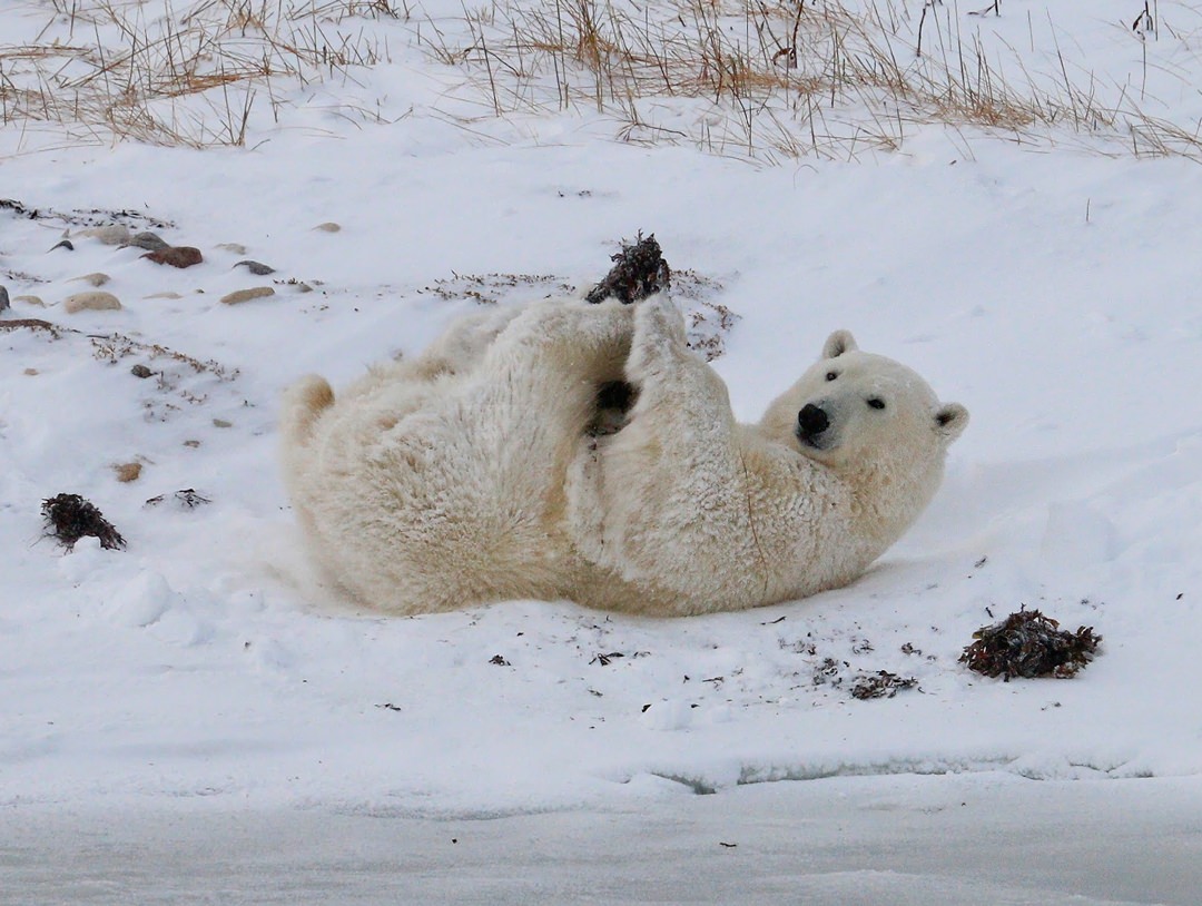 Polar Bear Cub1209.jpg