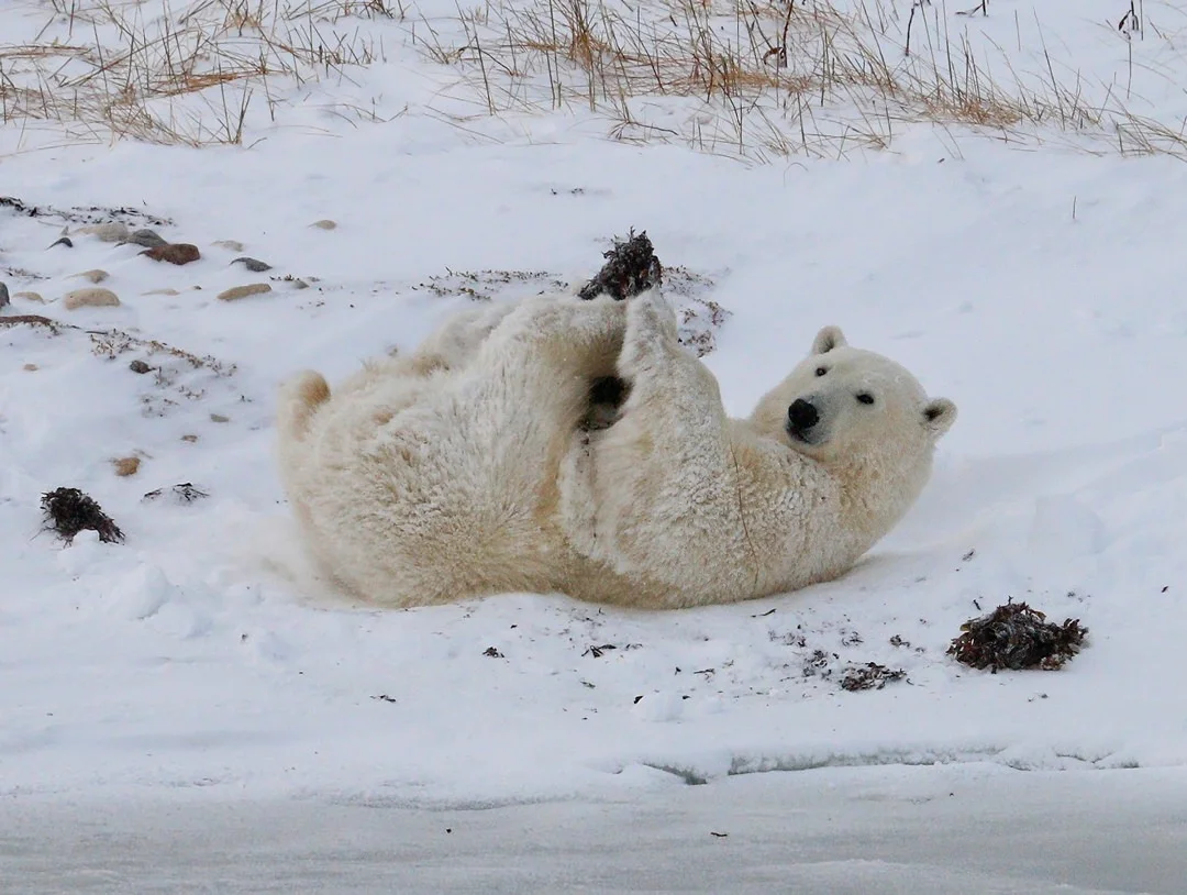Polar Bear Cub1209.jpg