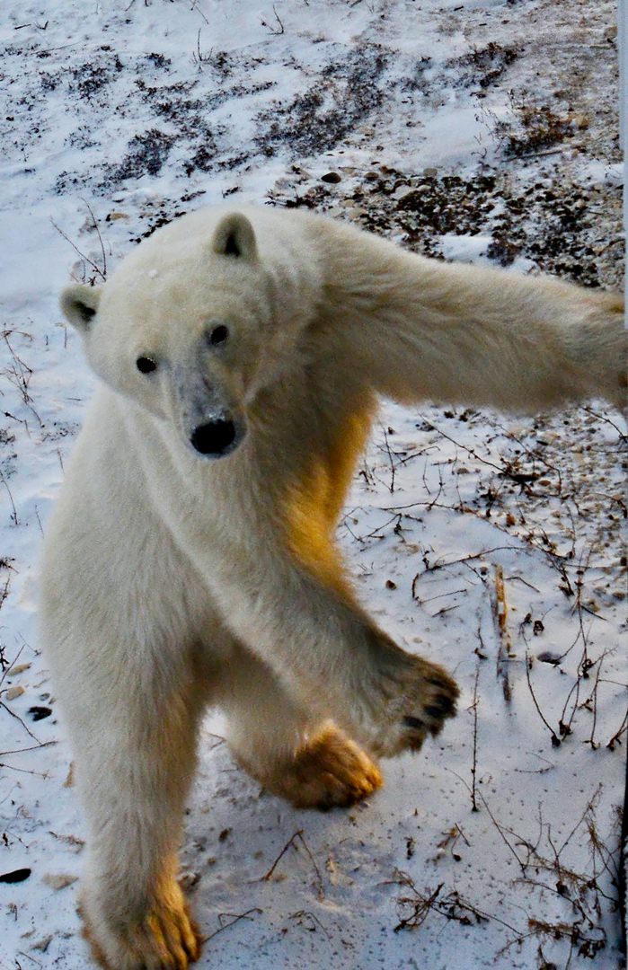 Polar Bear Cub5794.jpg