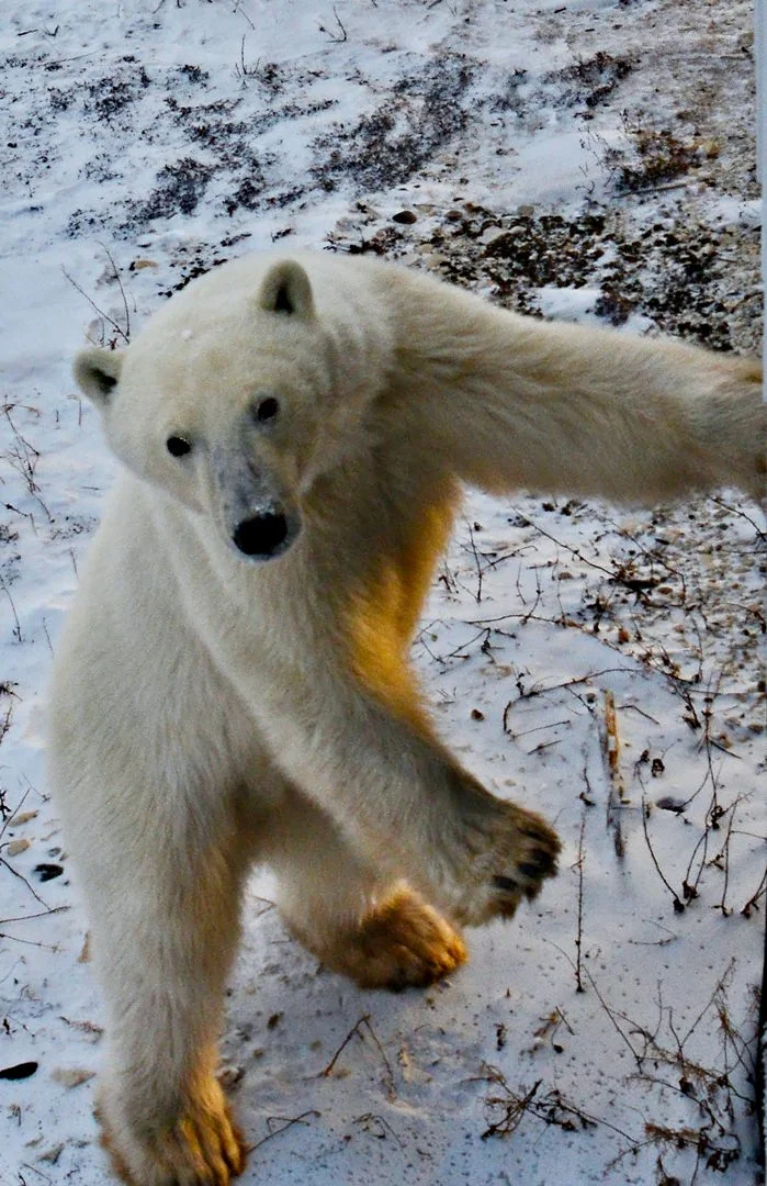 Polar Bear Cub5794.jpg