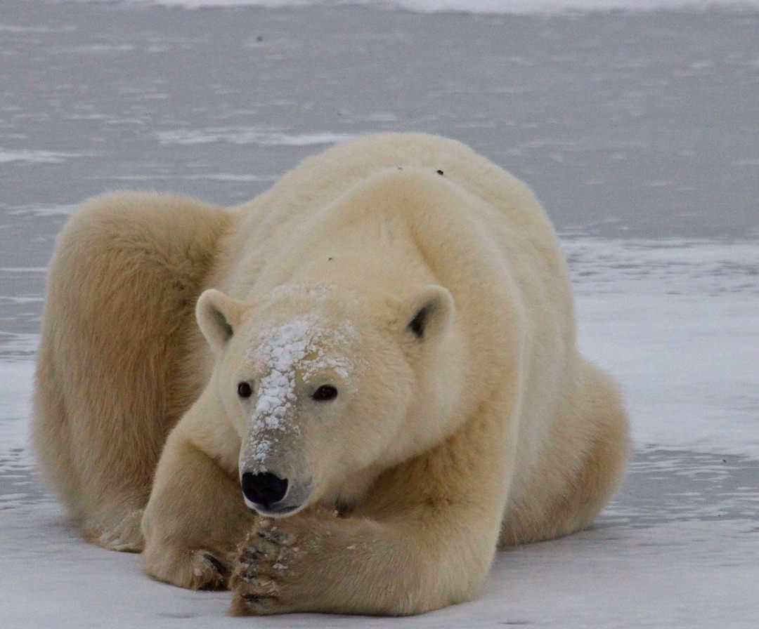 Polar Bear Female1131.jpg