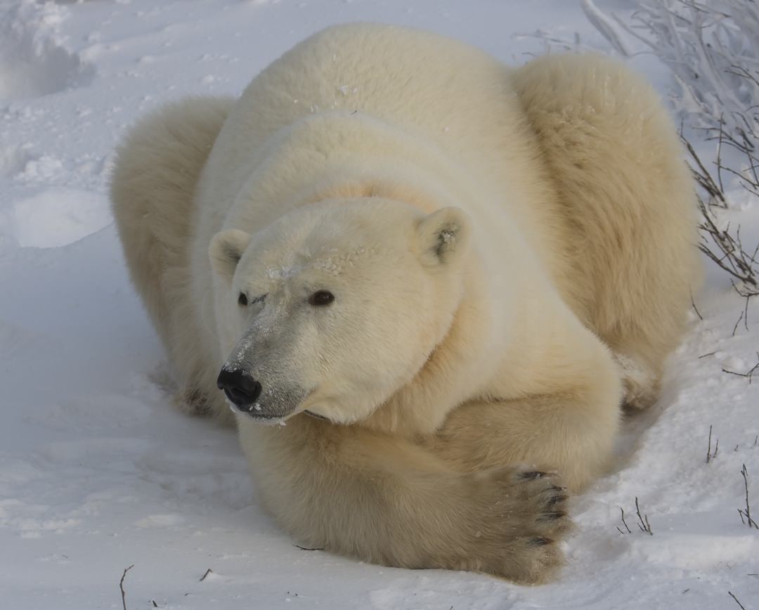 Polar Bear Female2470.jpg