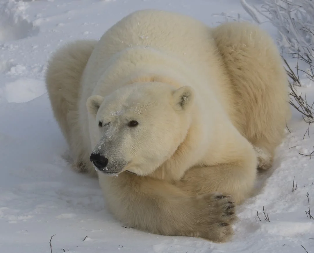 Polar Bear Female2470.jpg