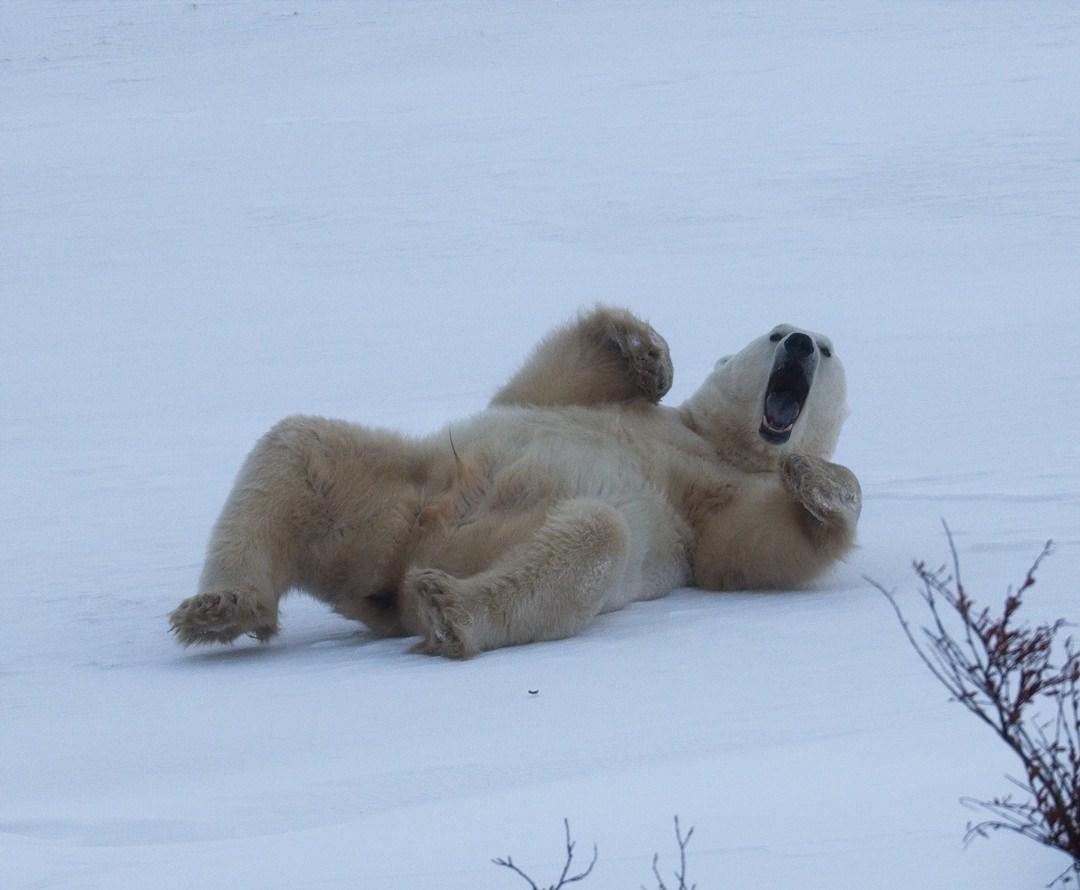 Polar Bear Male1168.jpg