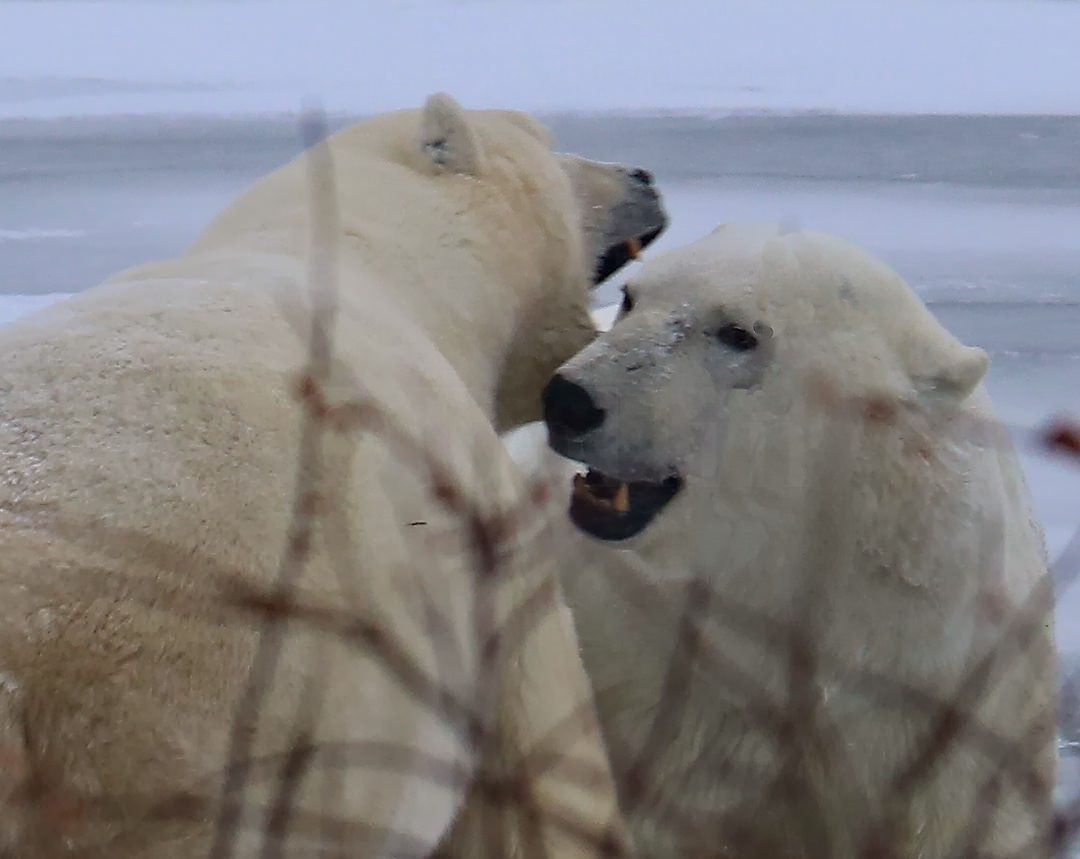 Polar Bear Males Sparing1578.jpg