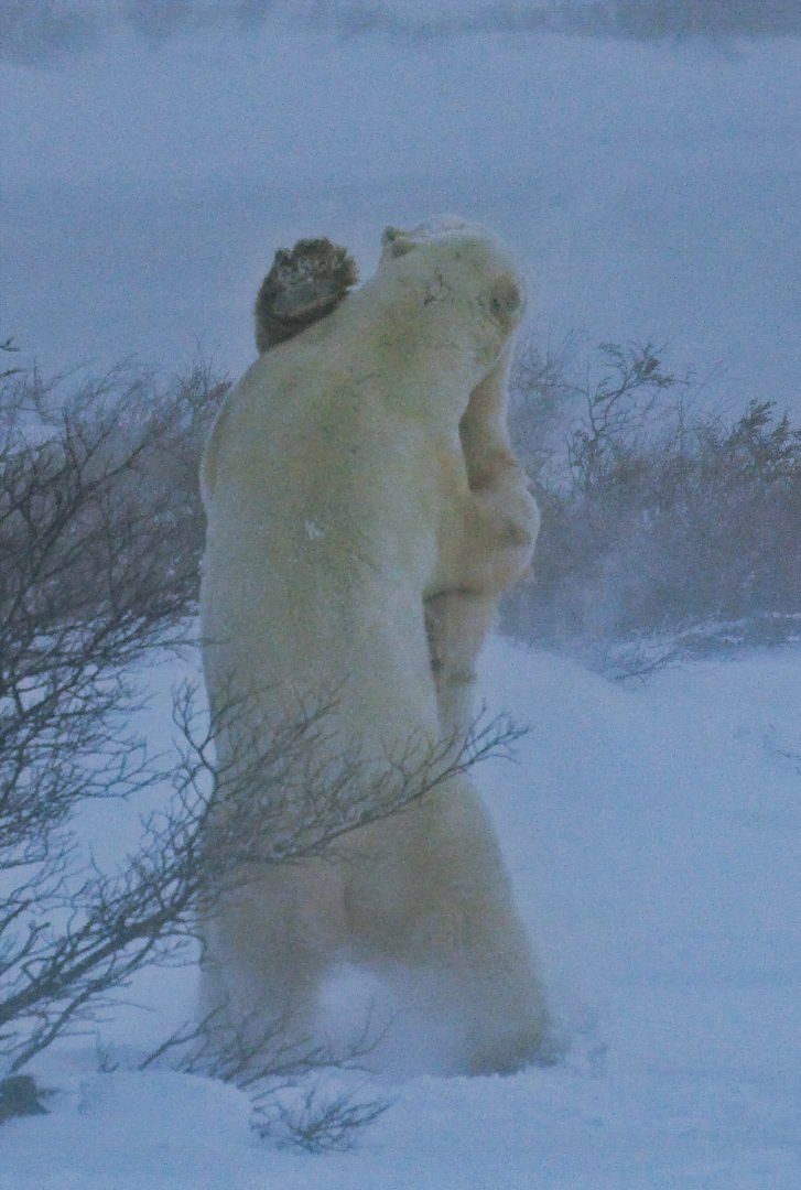 Polar Bear Males Sparing1607.jpg