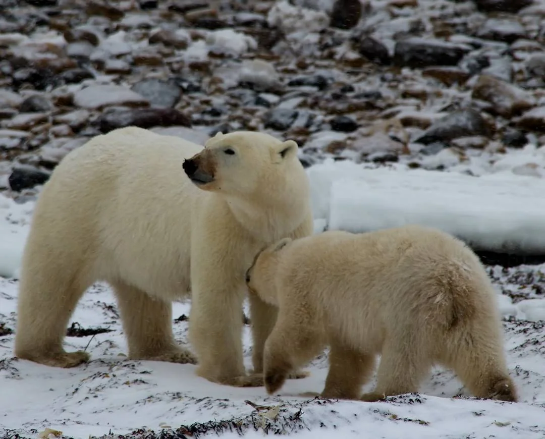 Polar Bear Mother_Cub1784.jpg