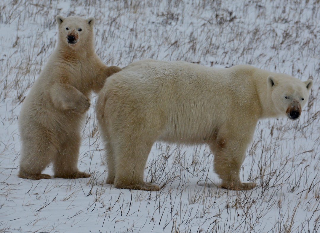 Polar Bear Mother_Cub5869.jpg