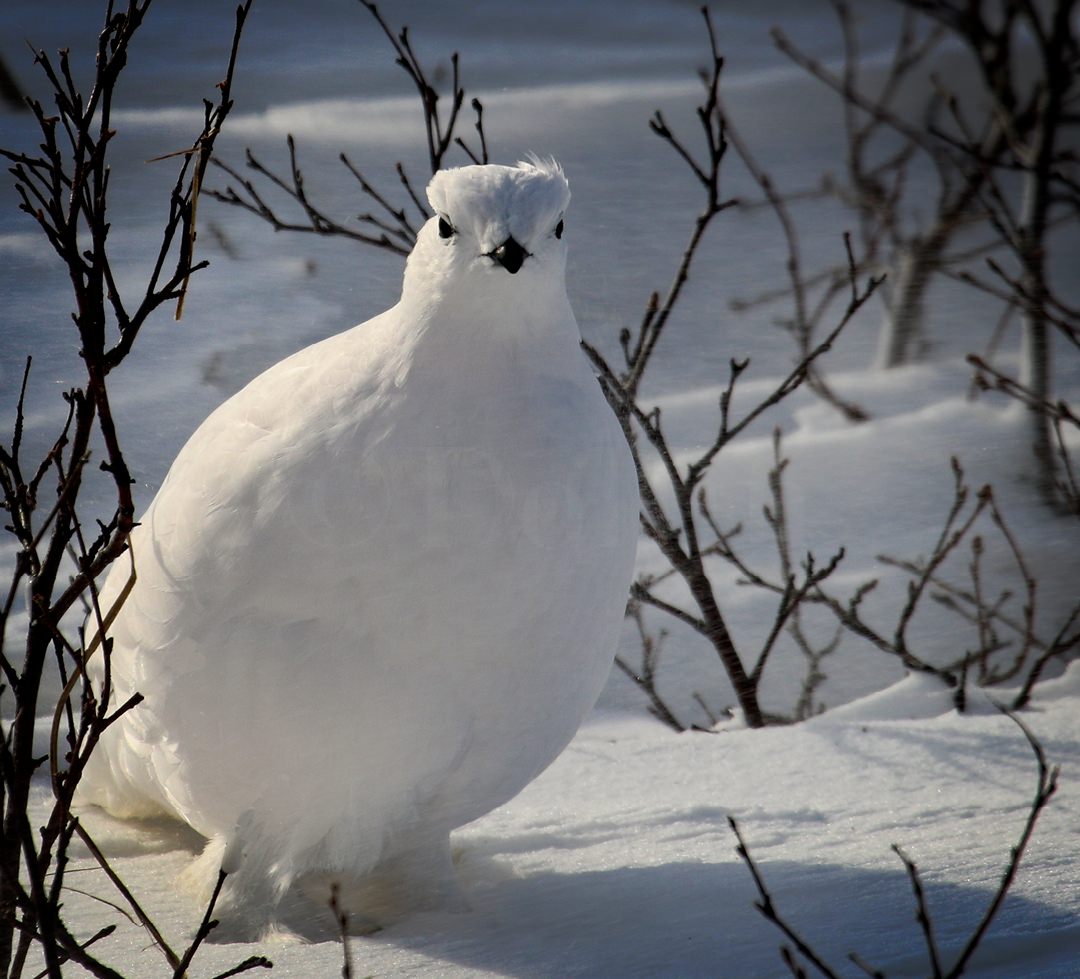Ptarmigan2334.jpg