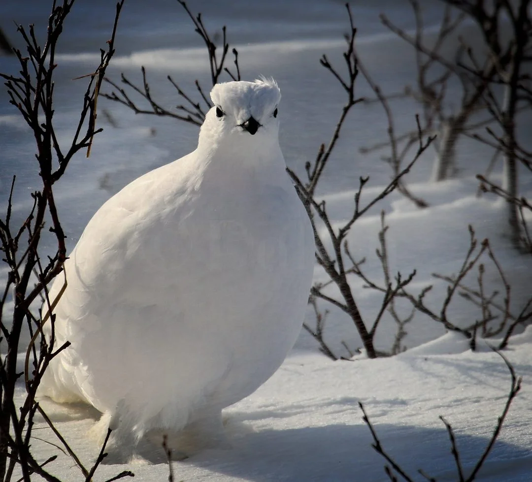 Ptarmigan2334.jpg