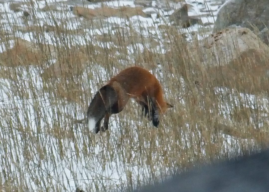RedFox0849.jpg