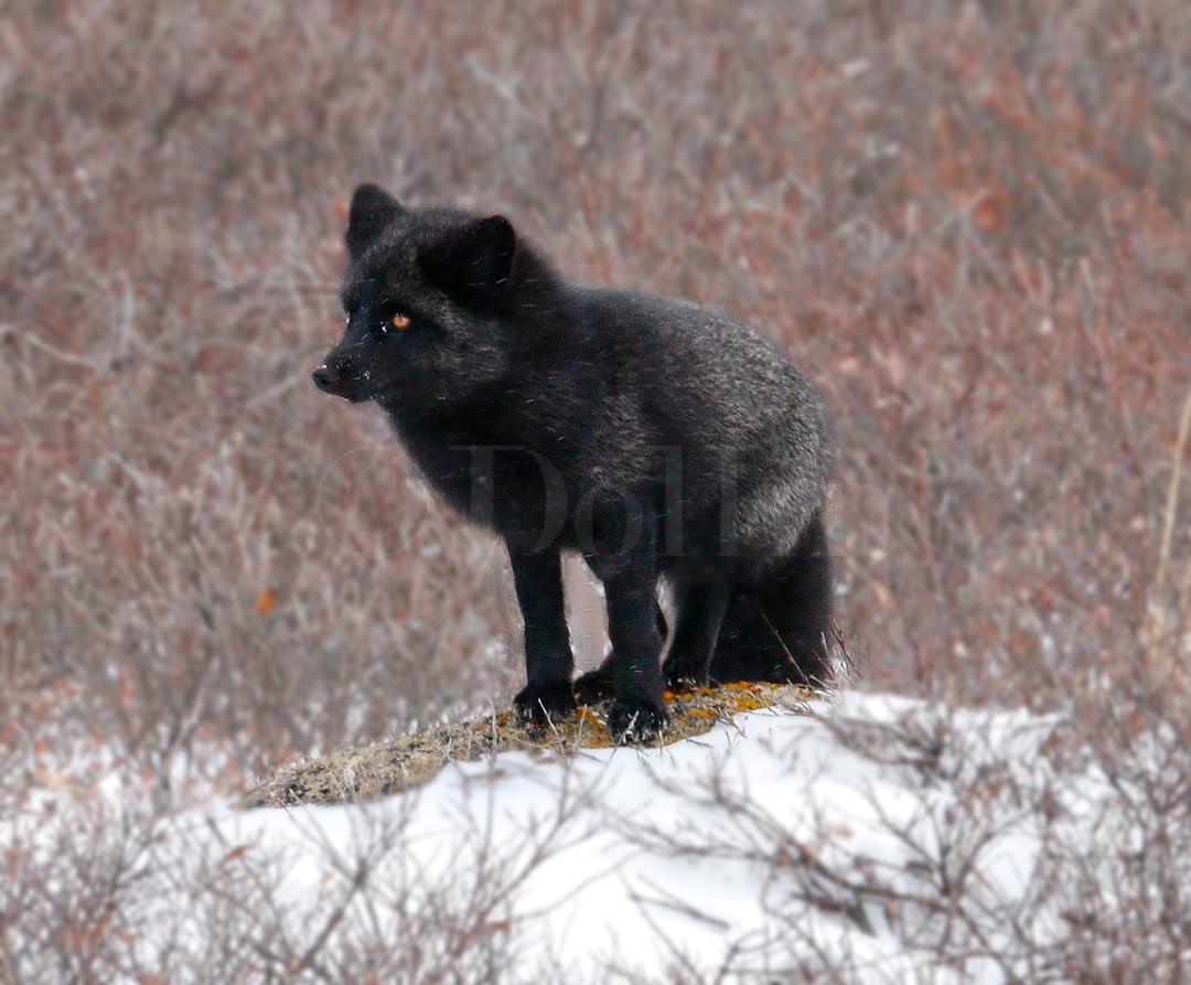 Red Fox1162.jpg
