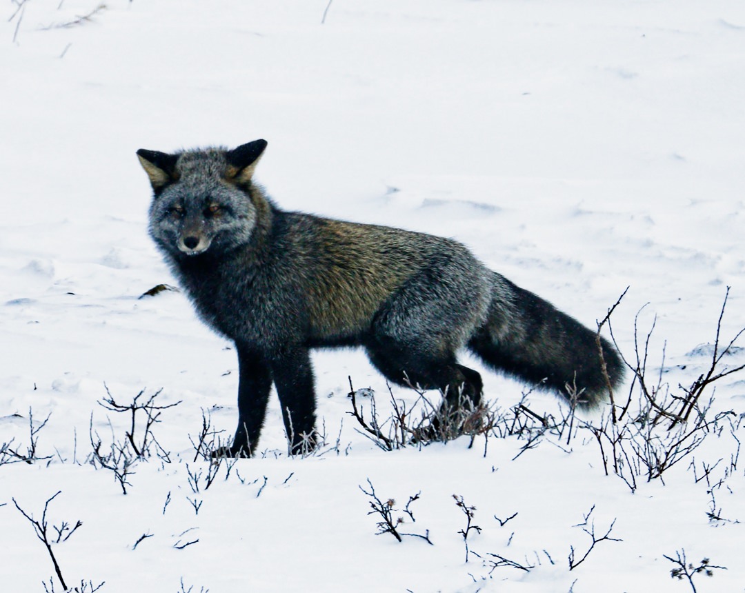 Red Fox-1772.jpg