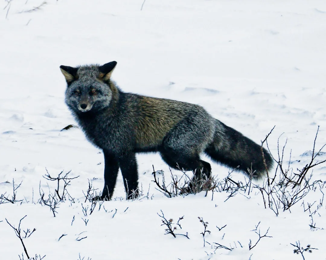 Red Fox-1772.jpg