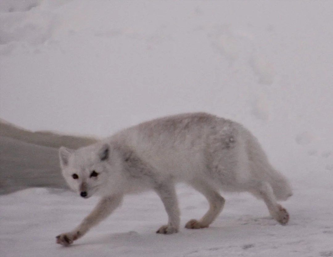 Tundra Artic Fox5583.jpg