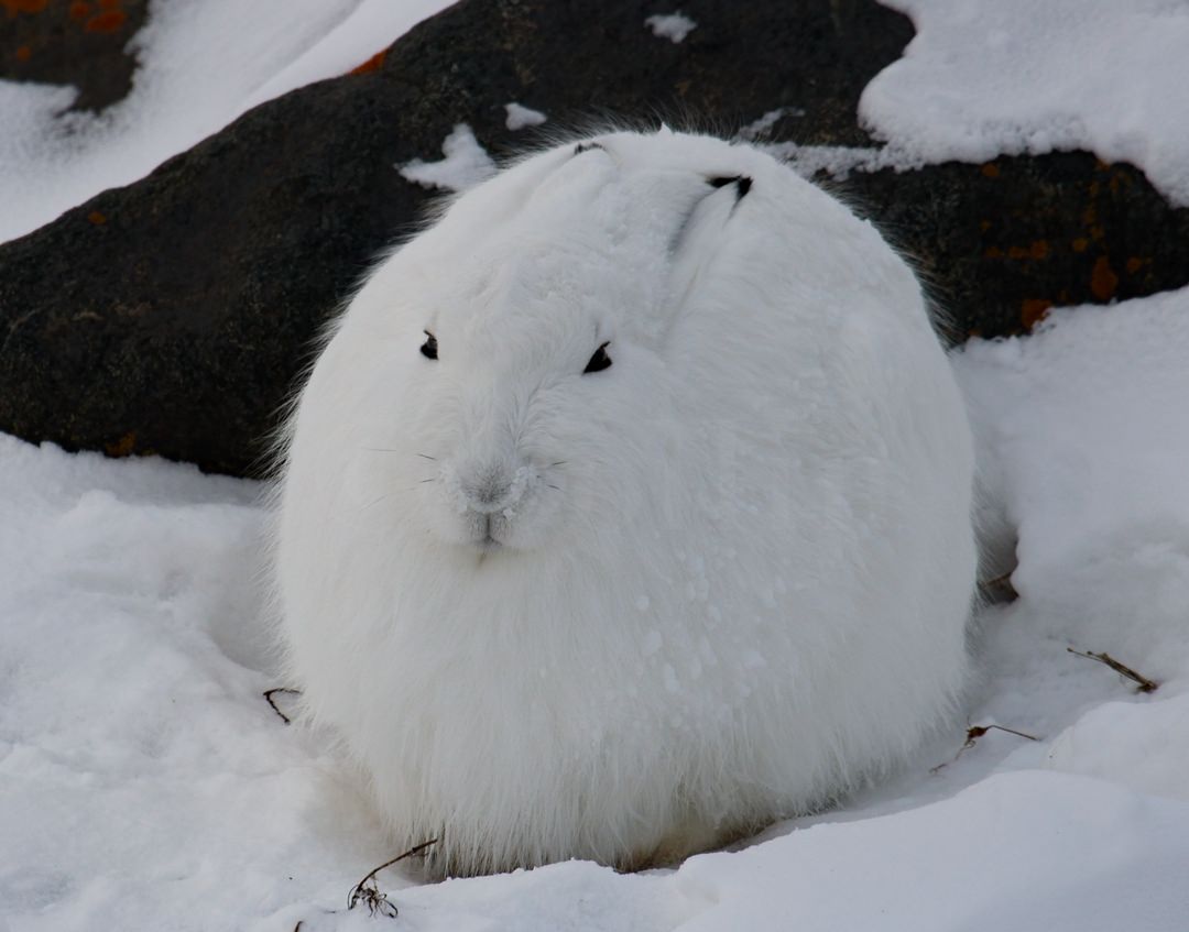 Tundra Artic Hare2525.jpg