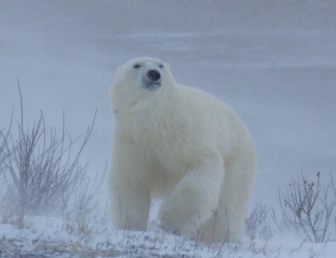 Canada Wildlife