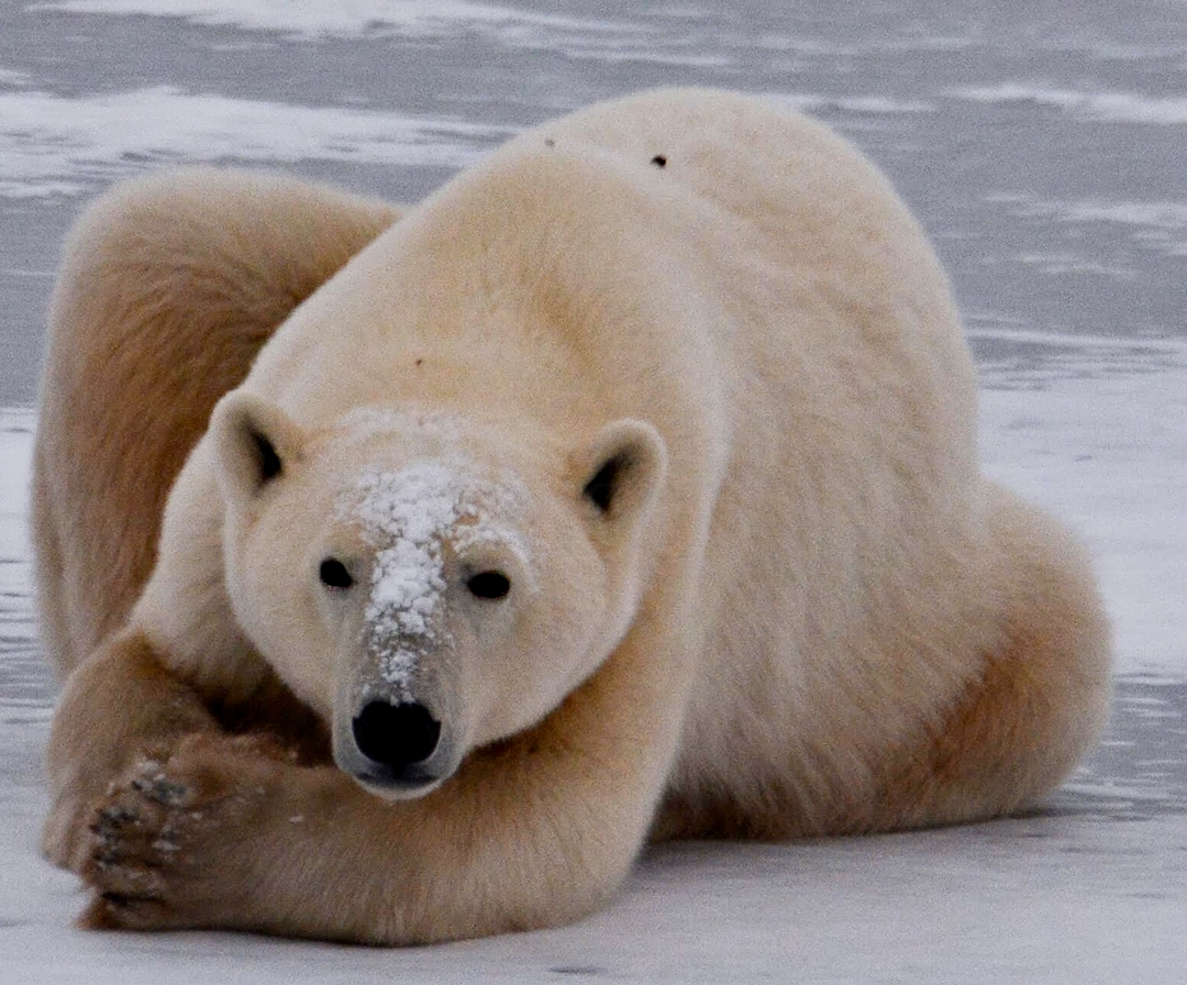 Polar Bear Female5531.jpg