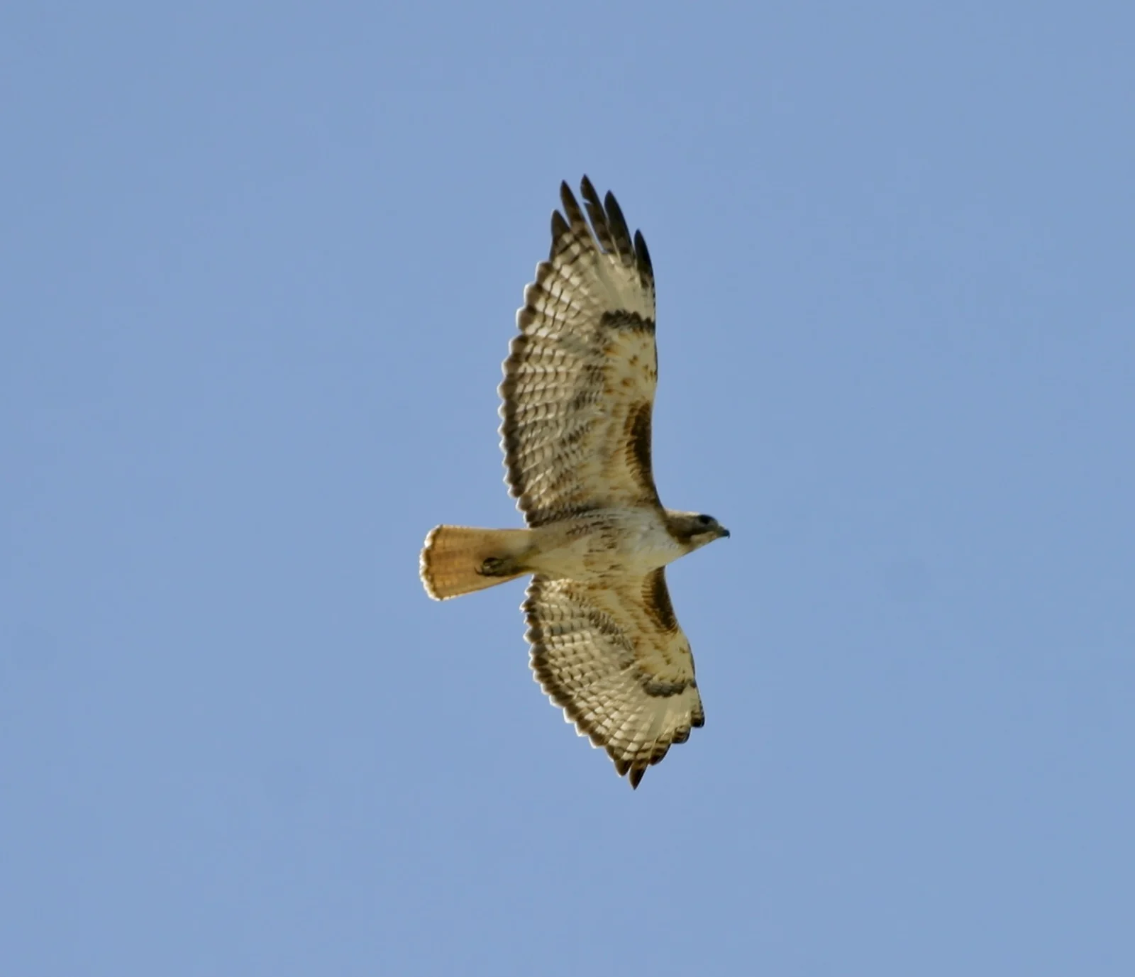 AlamosaNWR_RTHawk_7255.jpg