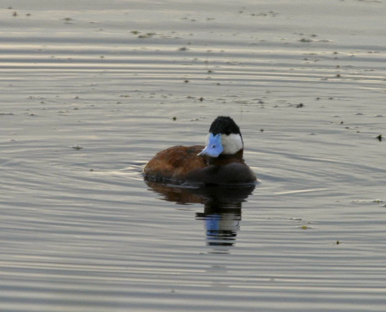 AlamosaNWR_RuddyDuck_6970.jpg