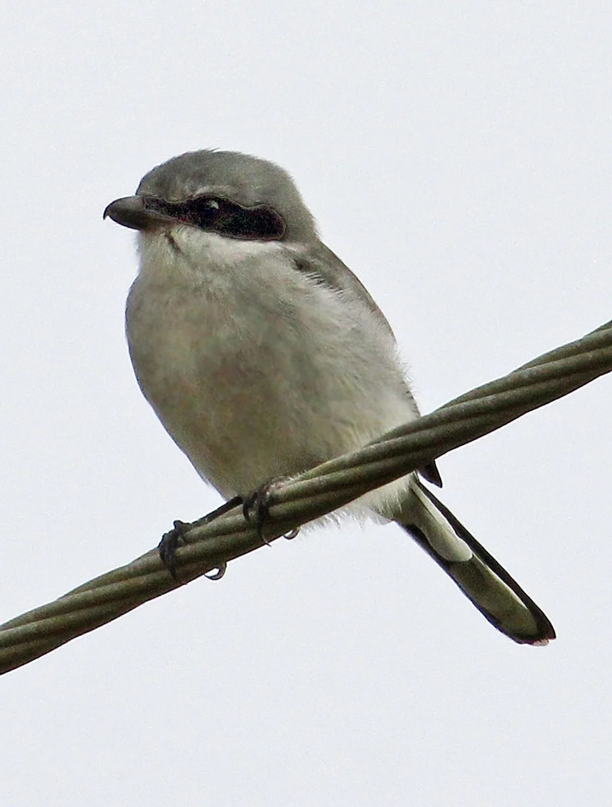 AransasNWR_Loggerhead Shrike1049.jpg