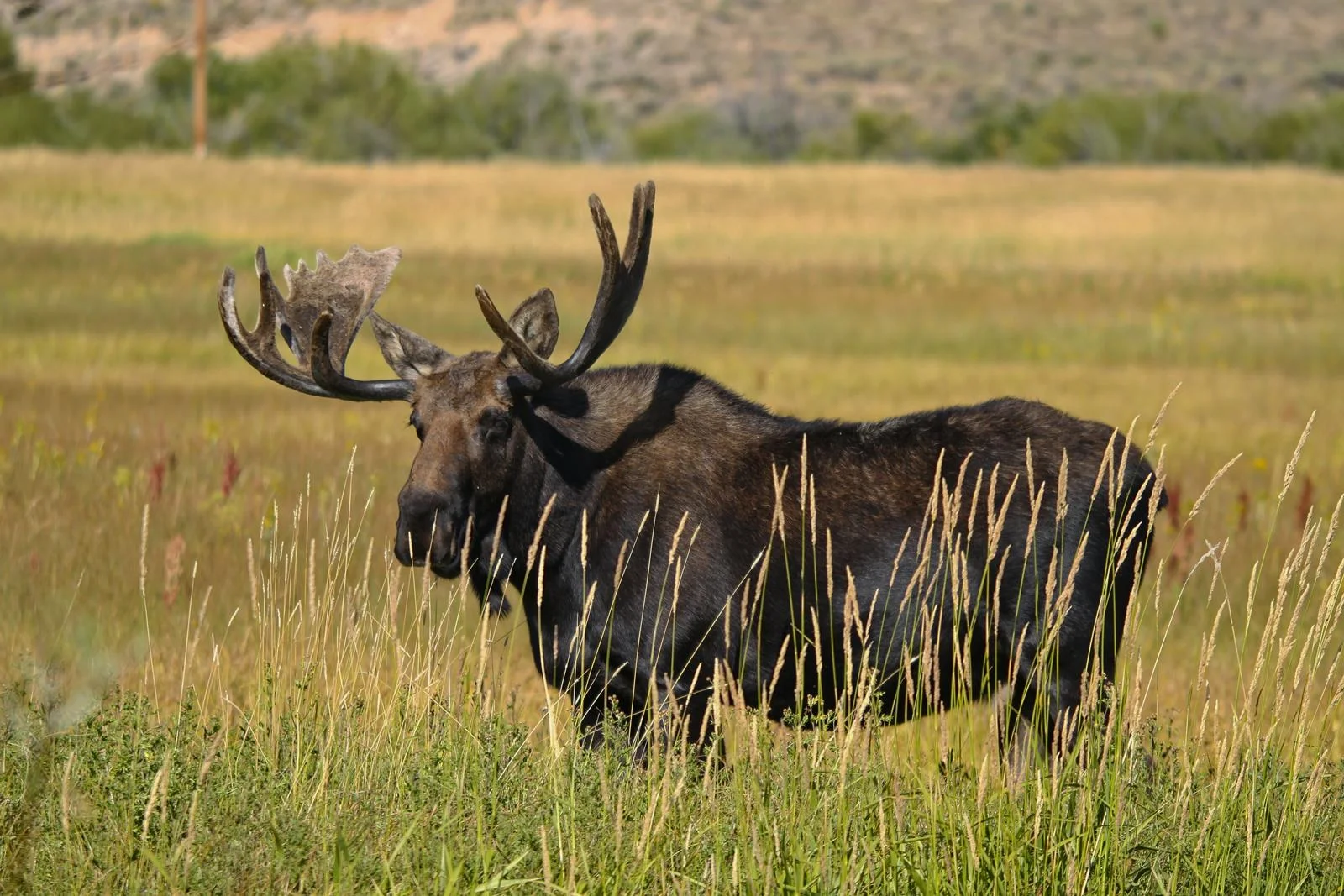 ArapahoNWR_Moose_1753.jpg
