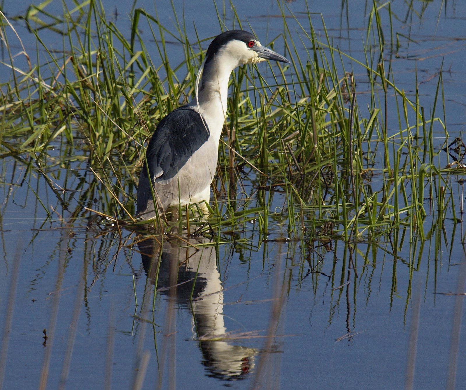 ArrowoodNWR_BCNH_5276990 .jpg