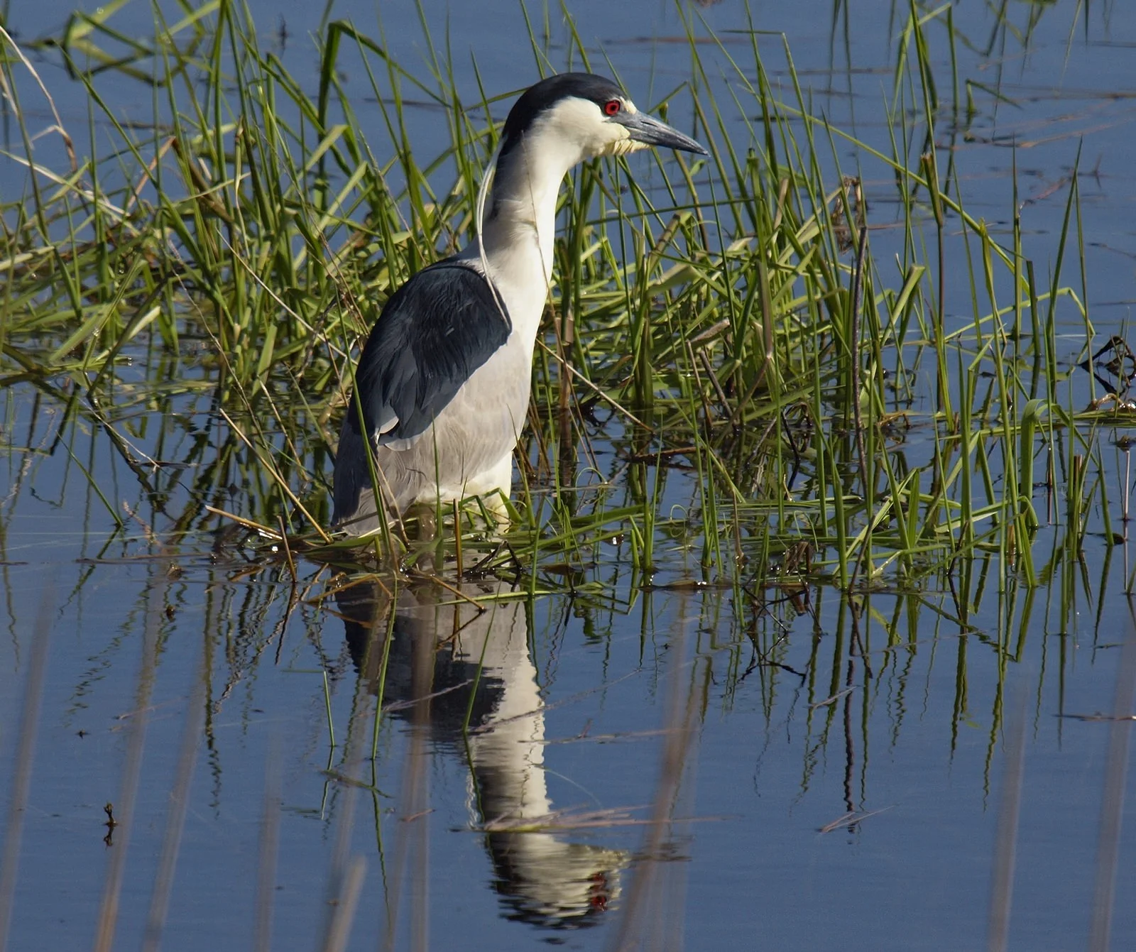 ArrowoodNWR_BCNH_5276990 .jpg
