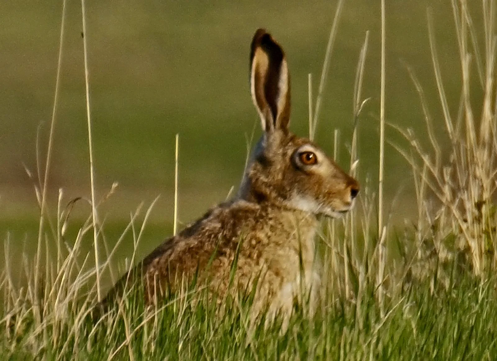 AudubonNWR_Jackrabbit_5283506.jpg