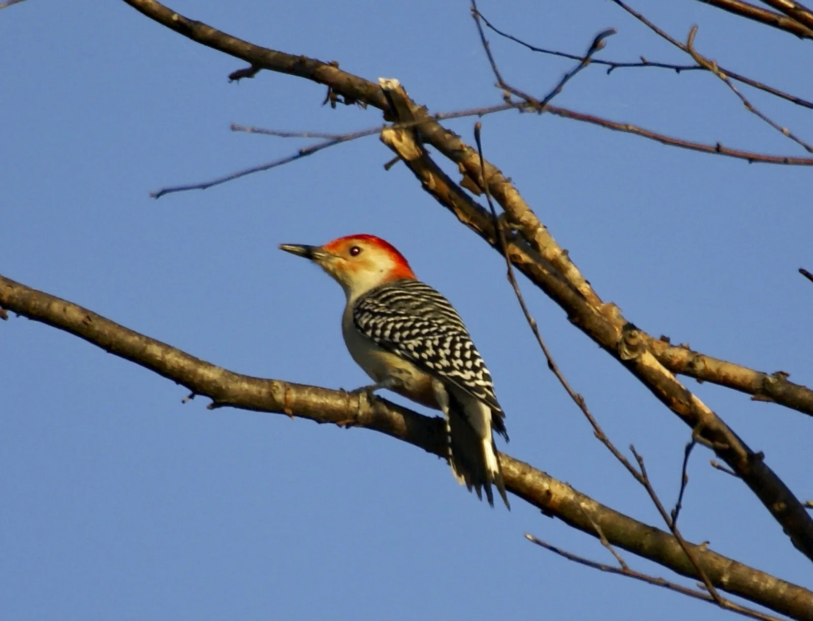 BigLakeNWR_RBWoodpecker_02824.jpg