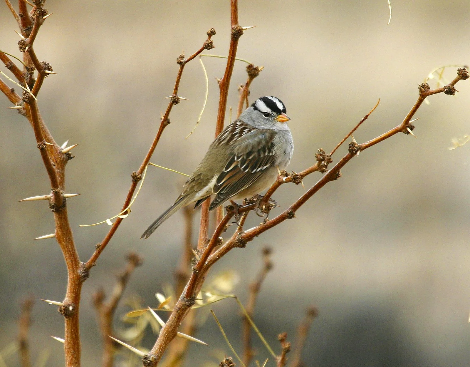 BosquedelApacheNWR_WCSP_9199.jpg