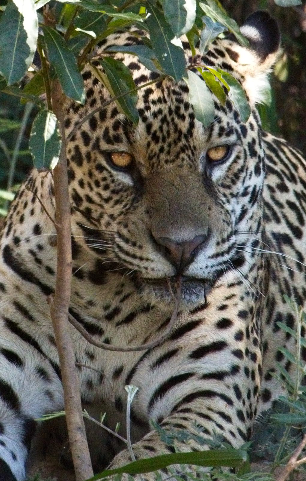 JaguarBrazil8543_1.jpg