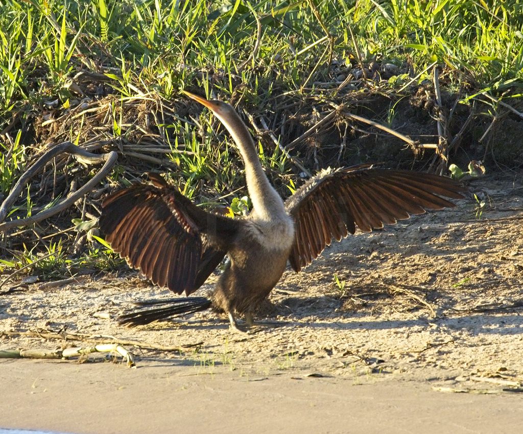 Anhinga 6969
