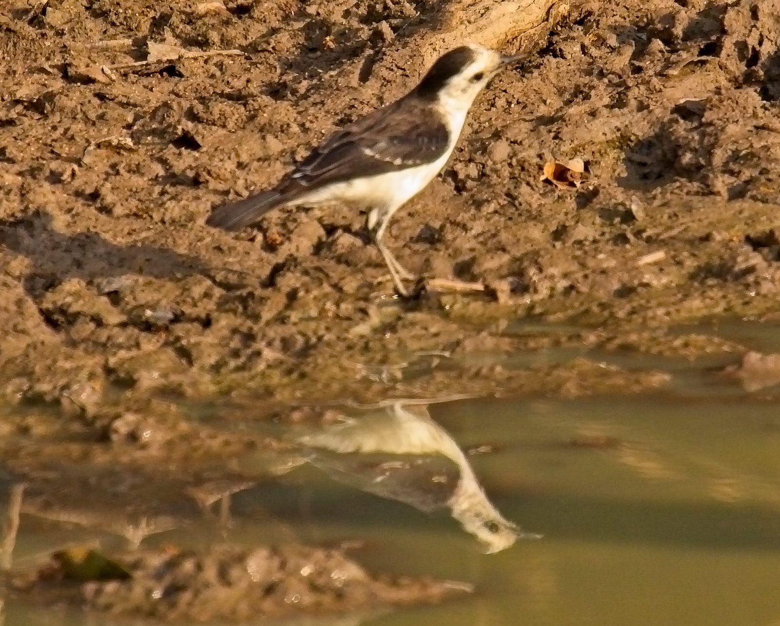 Black-backed Water Tyrant 3649