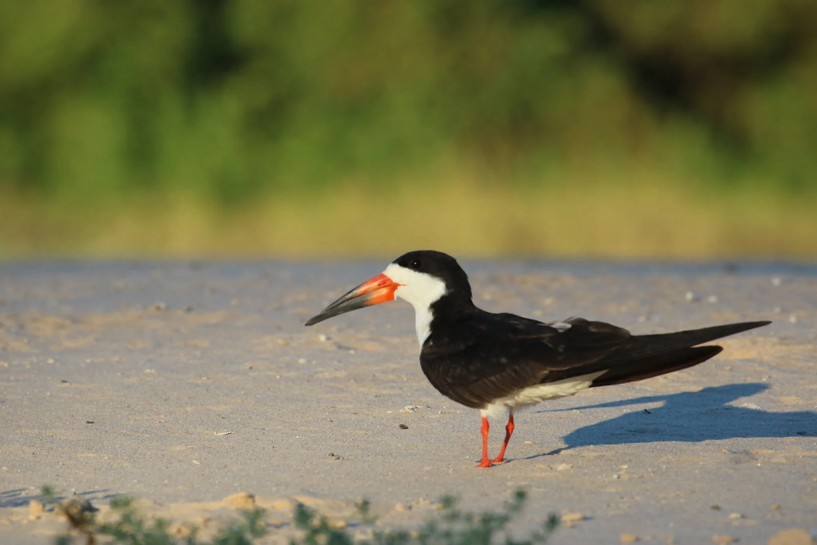 Black Skimmer 8205