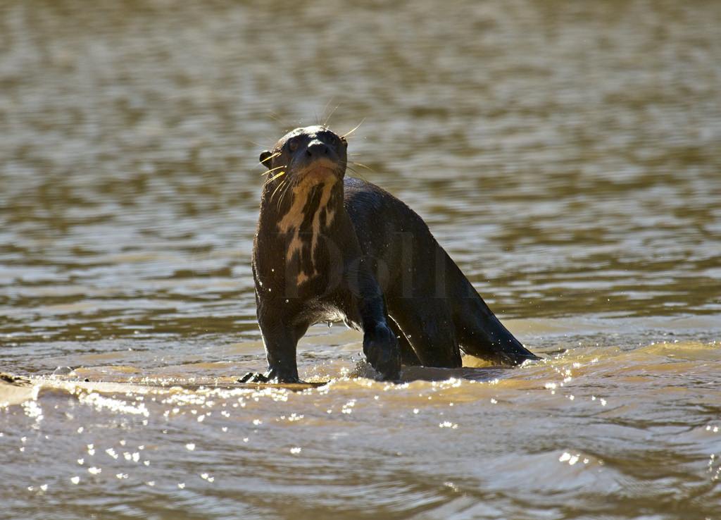 Giant River Otter 6610