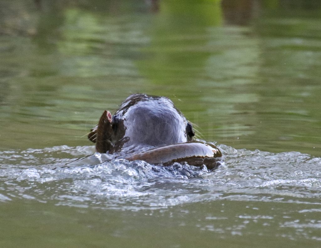 Giant River Otter 9116