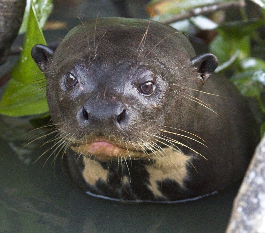 Giant River Otter 9162