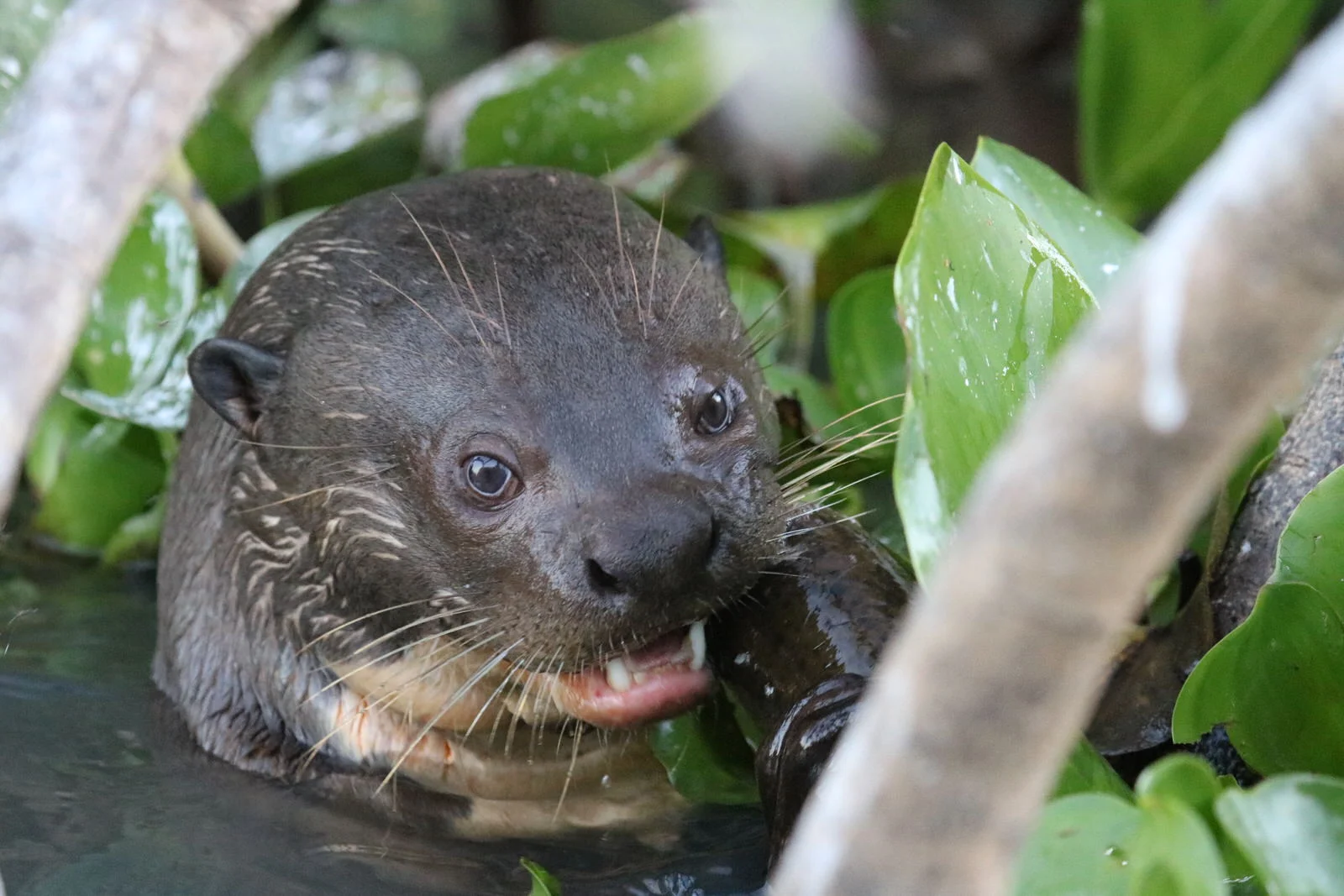 GiantRiverOtter9199.JPG