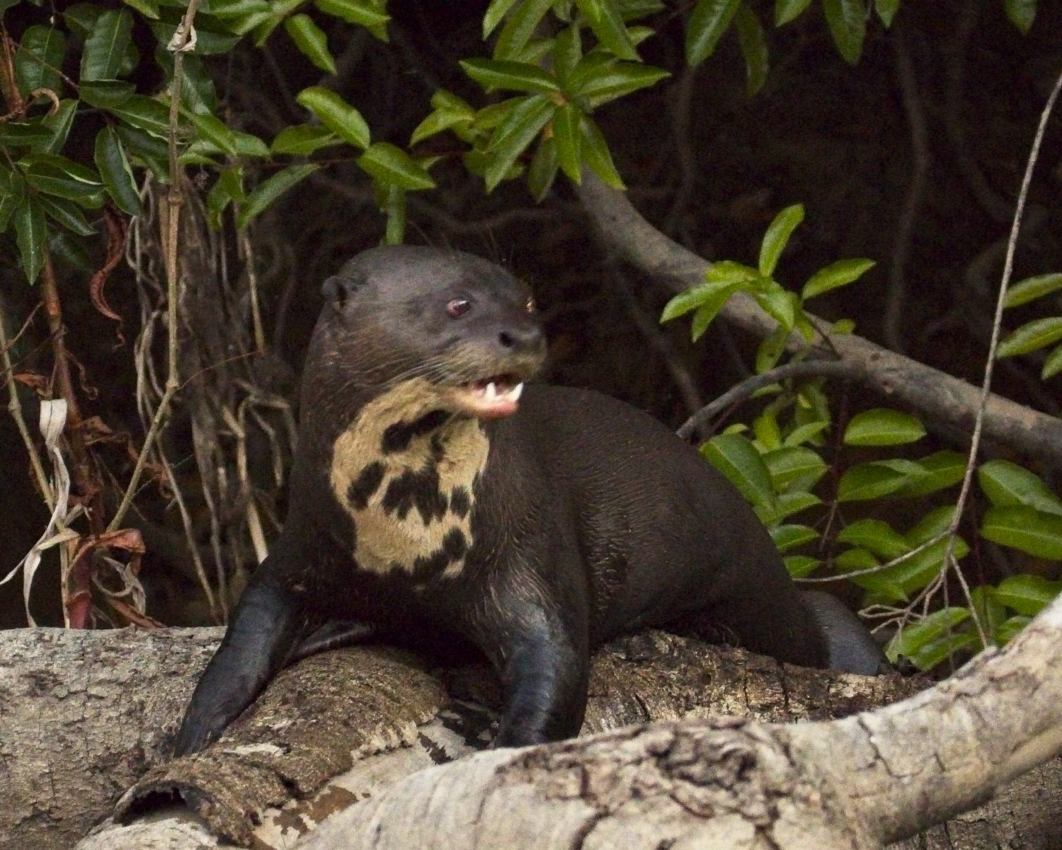 GiantRiverOtter9262_1.jpg